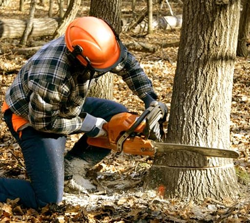Tree Removal in Tracy City, TN